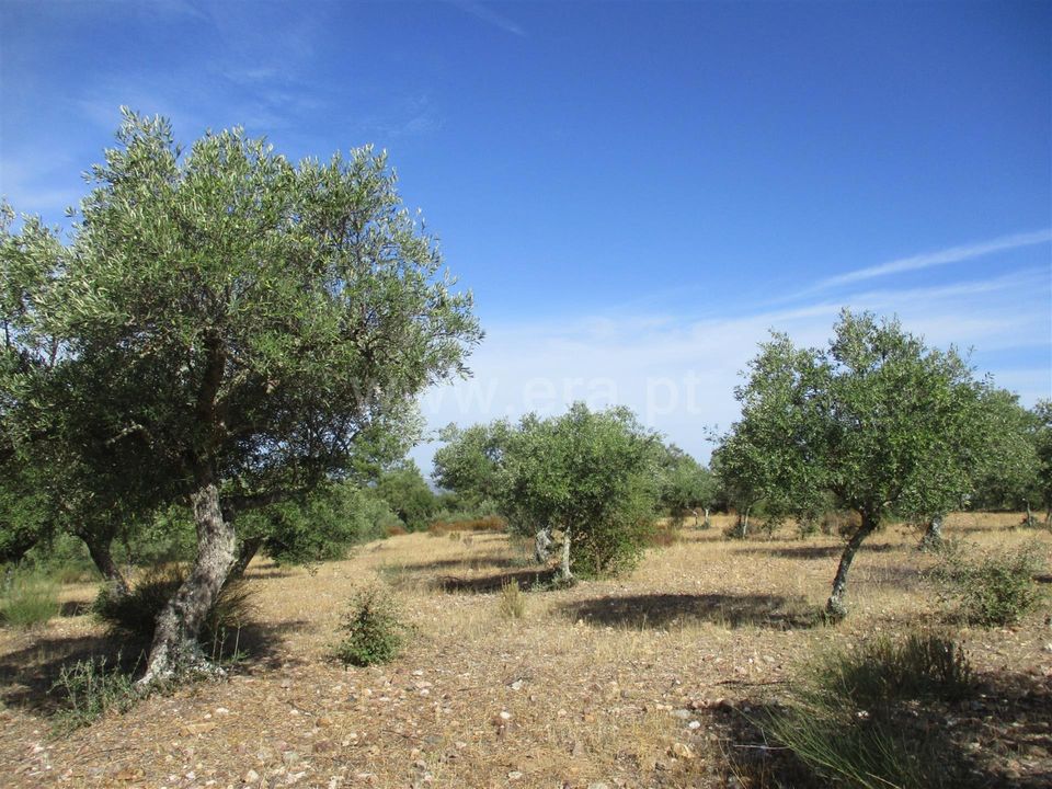 Helårsgrund i Castelo Branco, Castelo Branco - foto 2