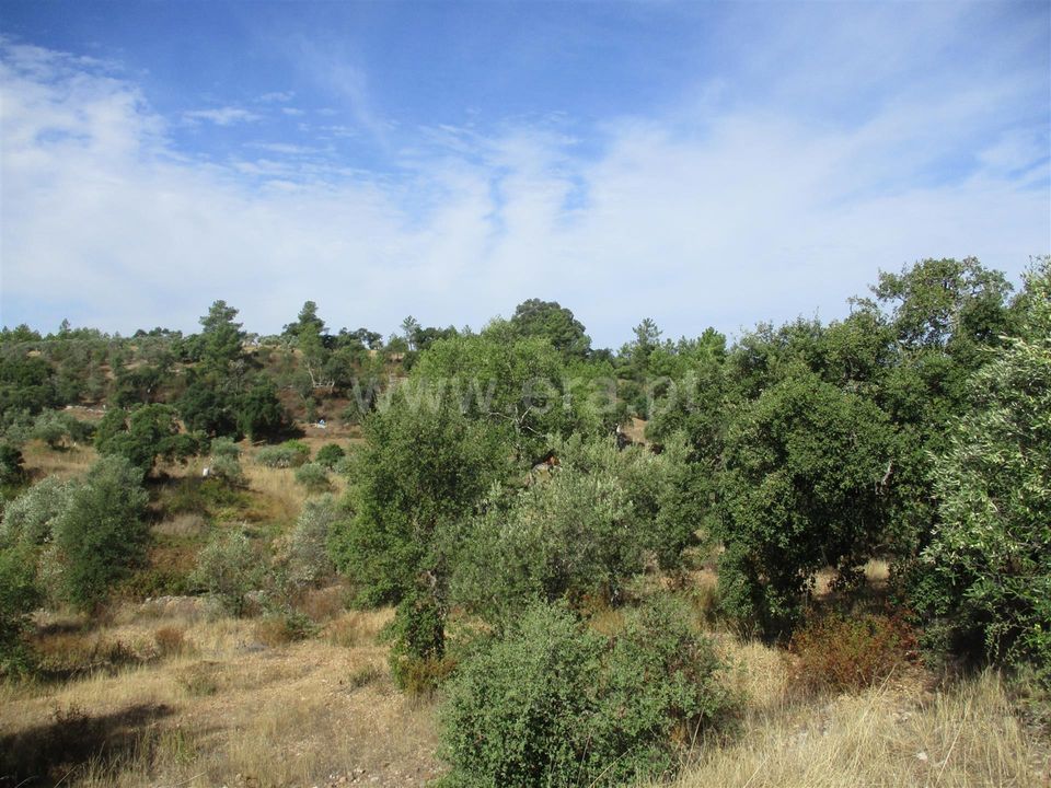 Helårsgrund i Castelo Branco, Castelo Branco - foto 4