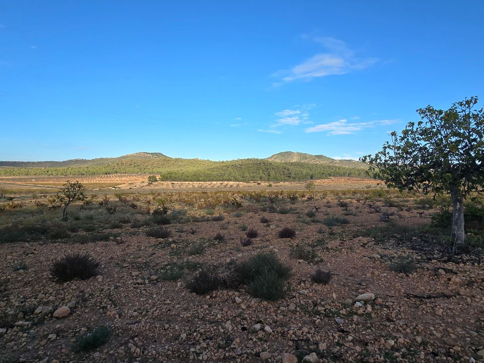 Boerderij in Salinas, Alicante - foto 5