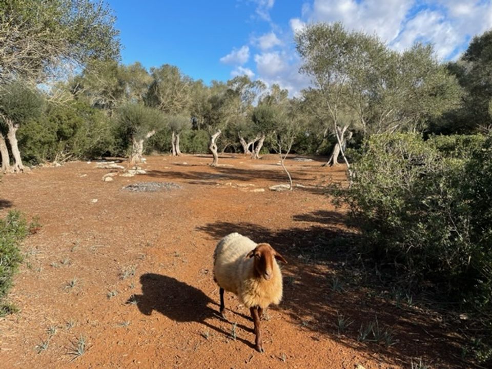 Helårsgrund i Felanitx, Mallorca - foto 2
