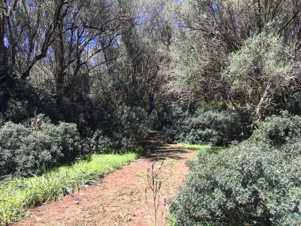 Helårsgrund i Felanitx, Mallorca - foto 5