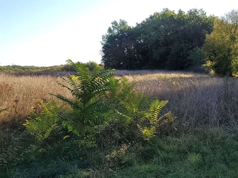 Helårsgrund i Montaigu-de-Quercy, Tarn-et-Garonne - foto 4