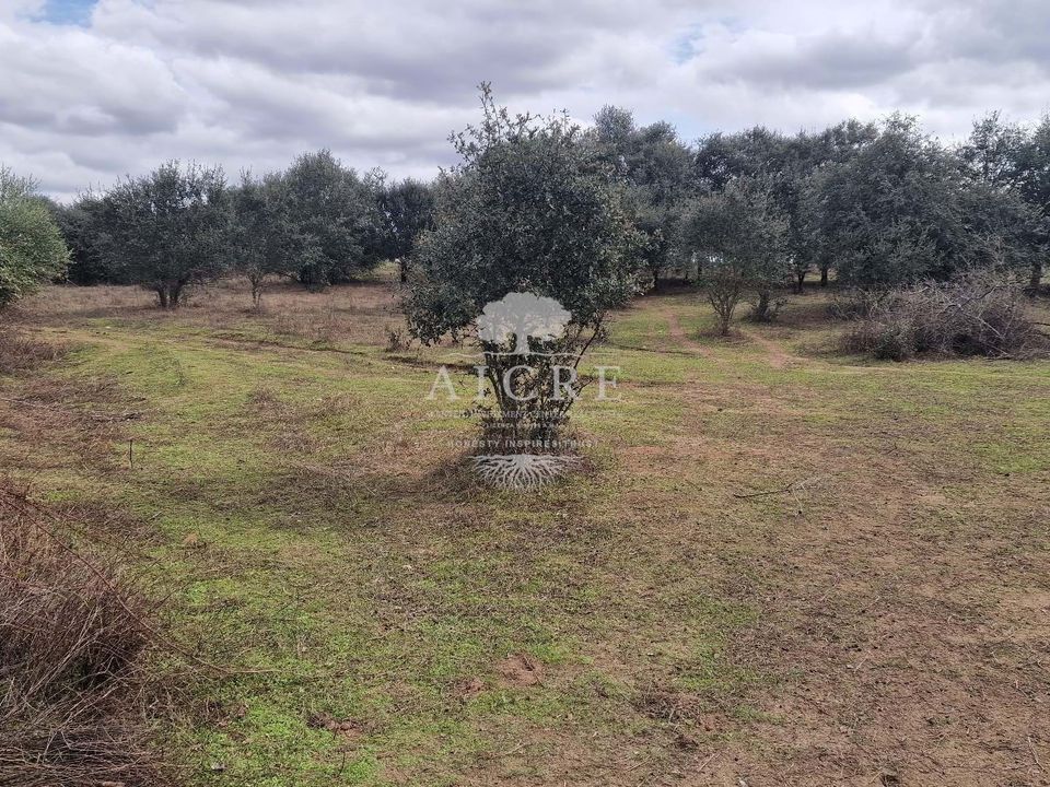 Tomt i Evora, Evora - bilde 3