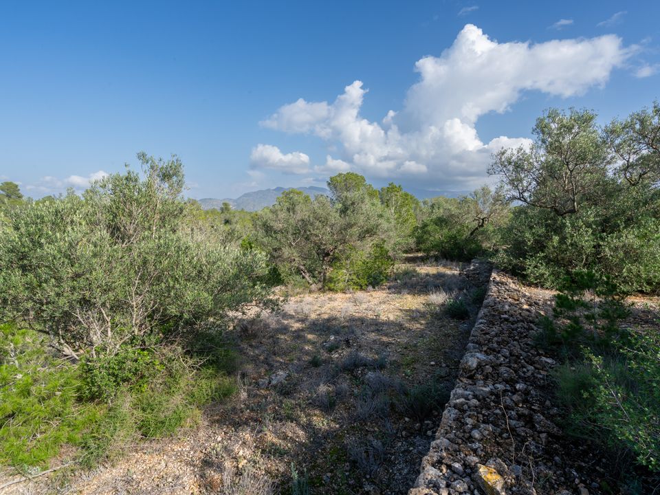 Finca i Xerta, Tarragona - foto 5