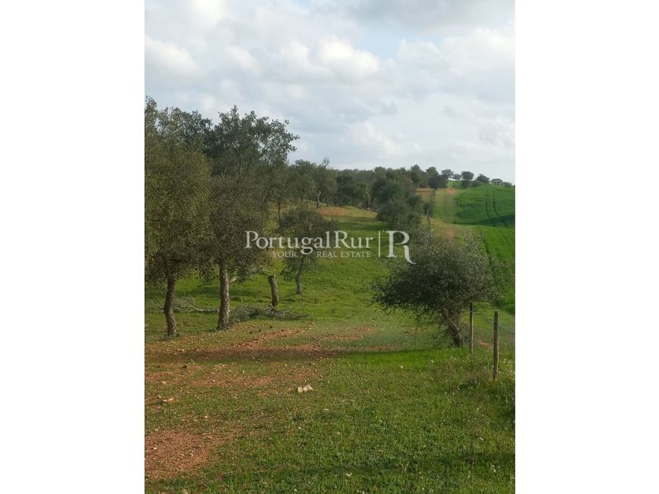 Terra a Serpa, Beja - foto 4