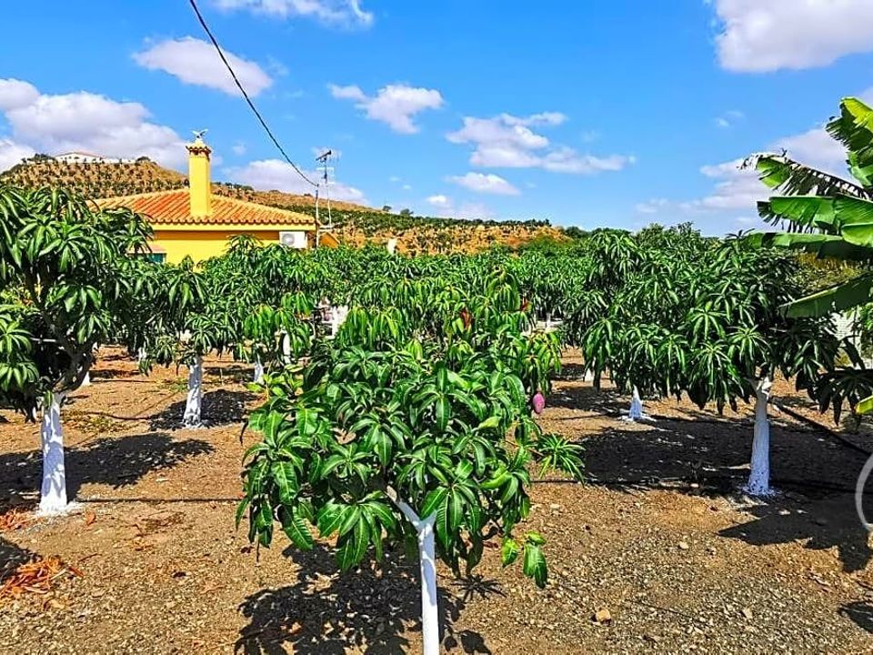 Landejendom i Velez Malaga, Malaga - foto 3