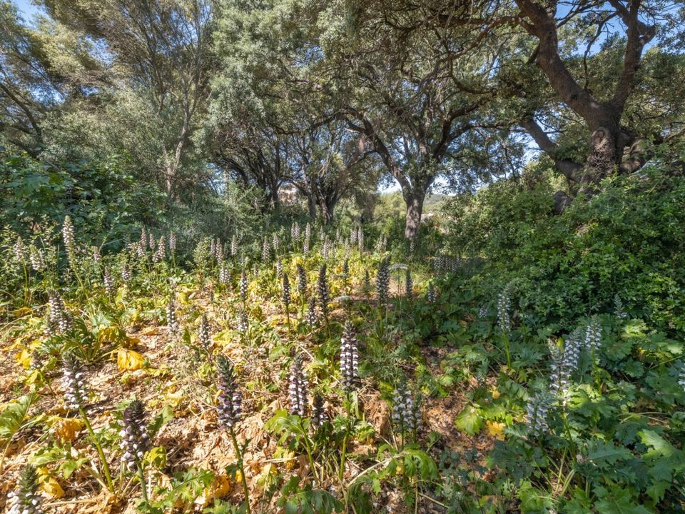 Helårsgrund i Pollenca, Mallorca - foto 4