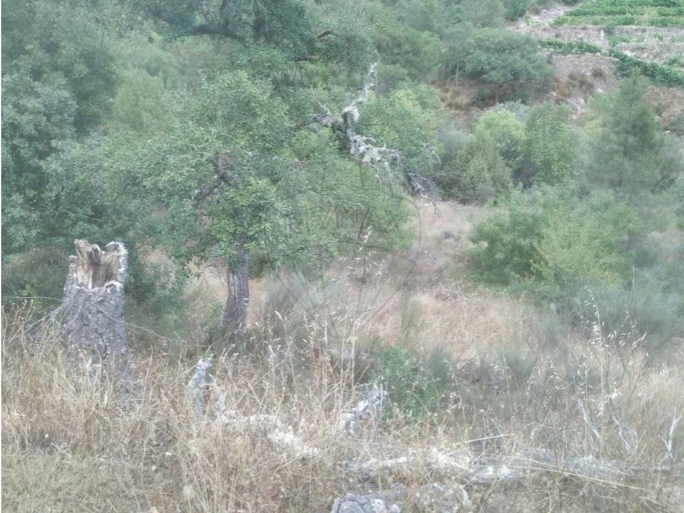 Helårsgrund i Carrazeda de Ansiaes, Braganca - foto 1