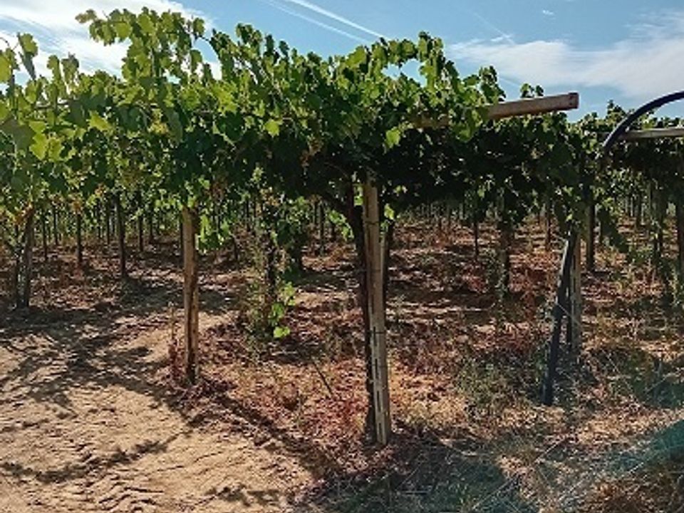 Erhvervsejendom i Tollo, Chieti - foto 1