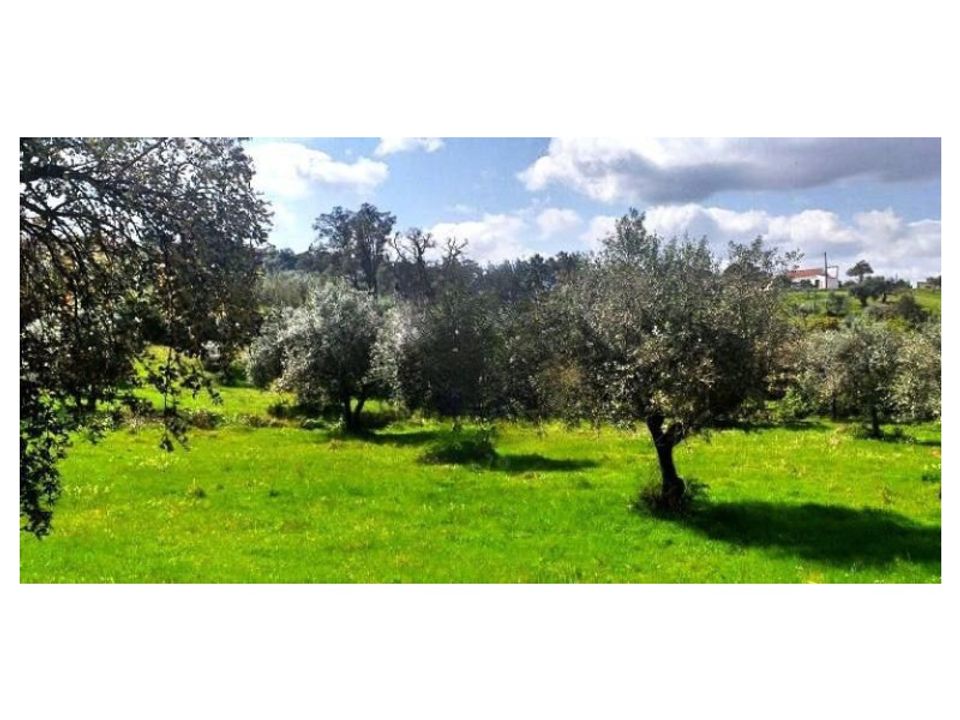 Tomt i Montargil, Portalegre - bilde 3
