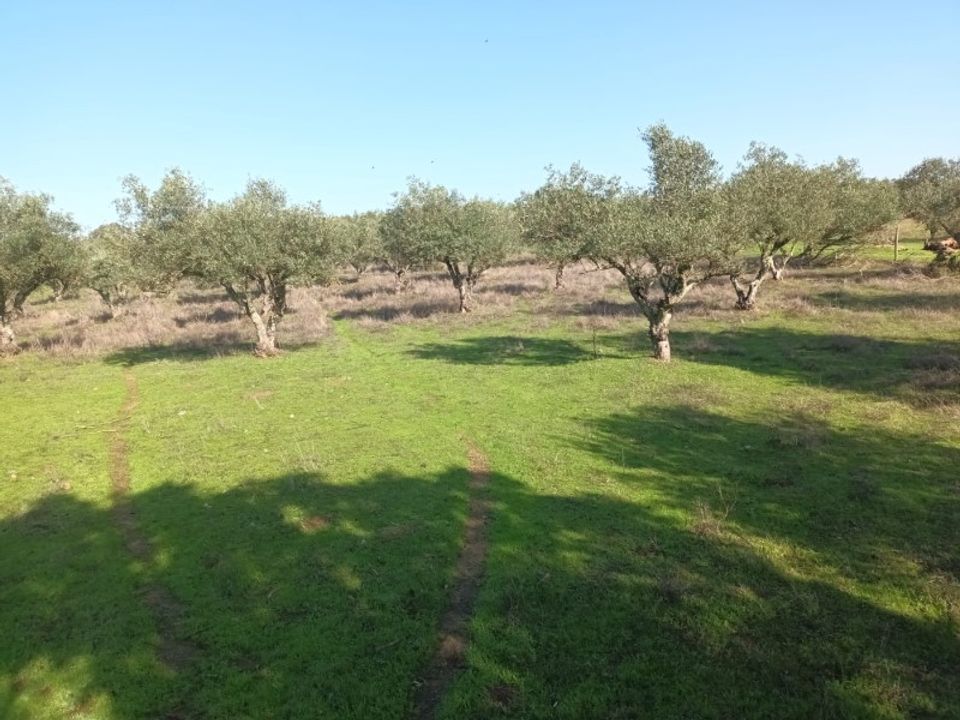 Helårsgrund i Barbacena e Vila Fernando, Portalegre - foto 1