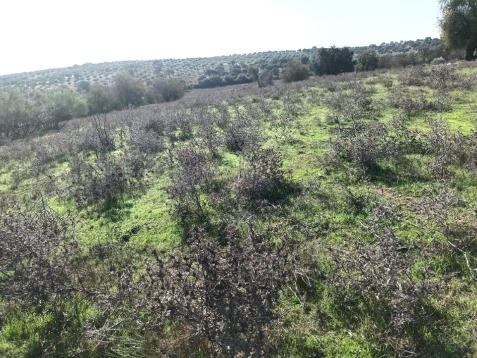 Helårsgrund i Barbacena e Vila Fernando, Portalegre - foto 5