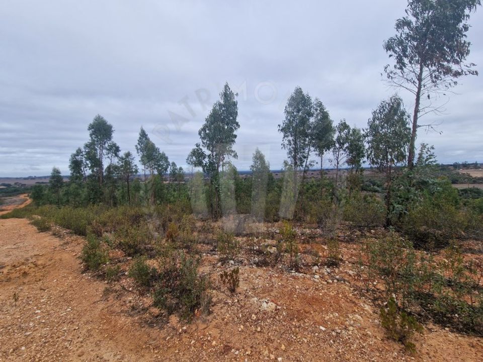 Terreno en Colos, Beja - foto 3