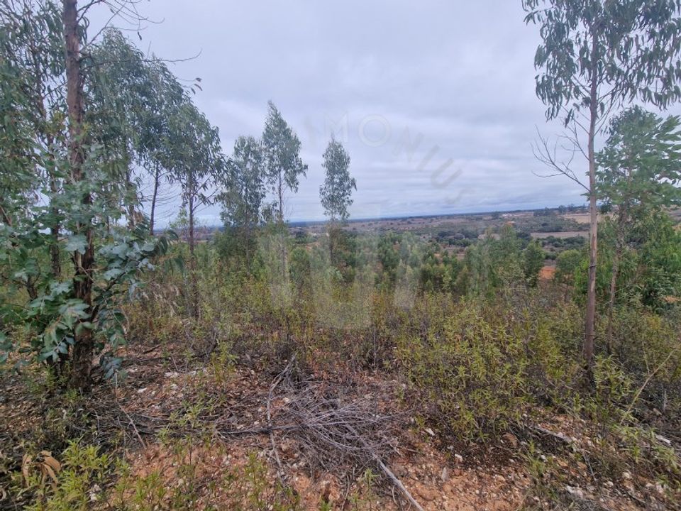Terreno en Colos, Beja - foto 5