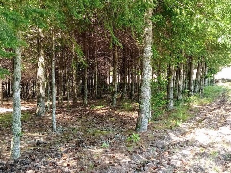 Helårsgrund i Bigorne, Viseu - foto 3