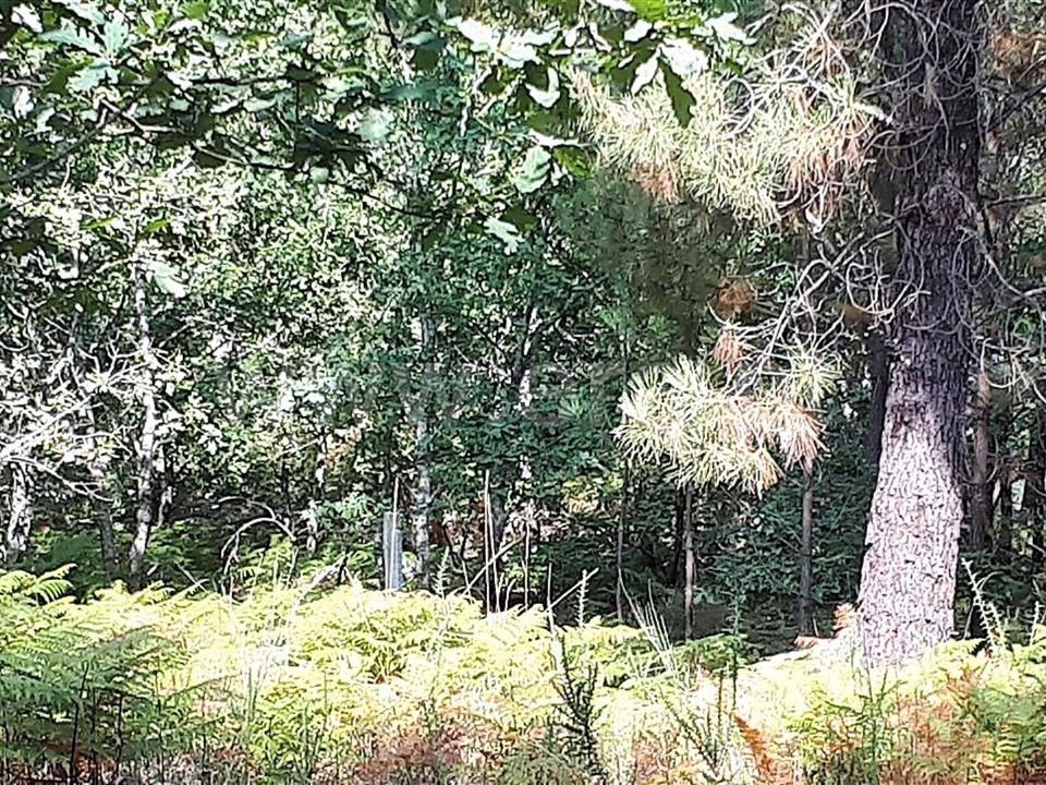 Helårsgrund i Povoa de Lanhoso, Braga - foto 3
