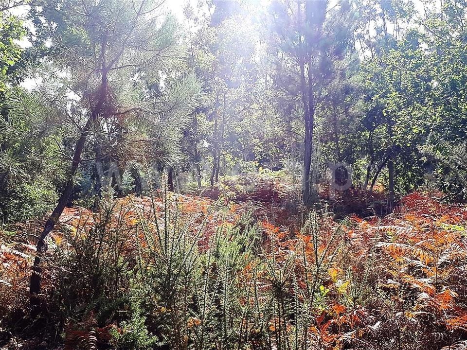 Helårsgrund i Povoa de Lanhoso, Braga - foto 4