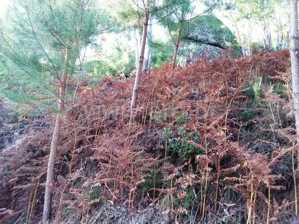 Helårsgrund i Vieira do Minho, Braga - foto 3