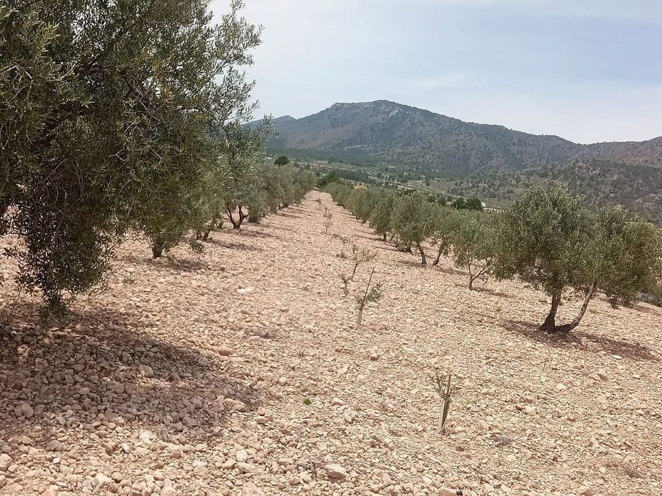 Tomt i Salinas, Alicante - bilde 1