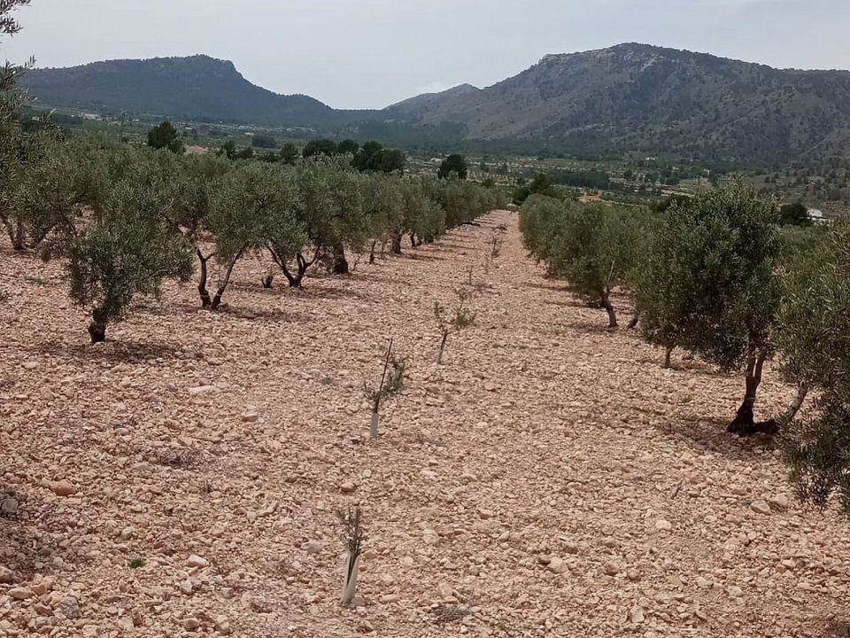 Tomt i Salinas, Alicante - bilde 2
