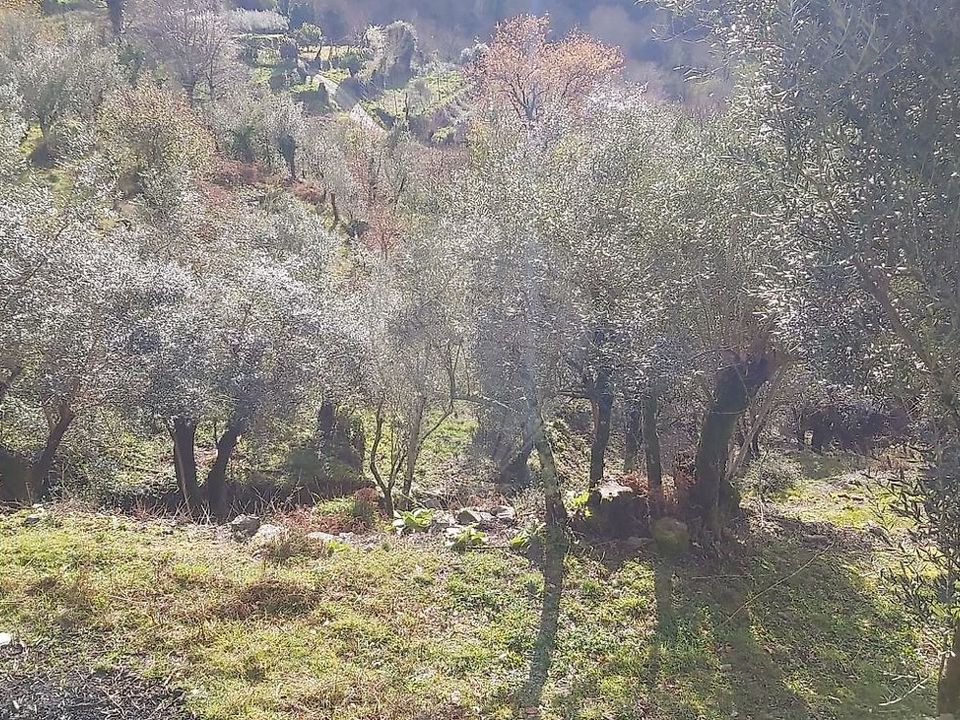 Helårsgrund i Mondim de Basto, Vila Real - foto 1