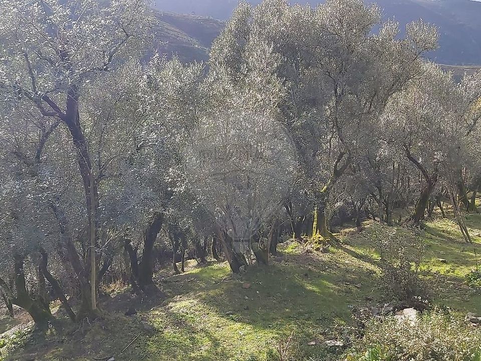 Helårsgrund i Mondim de Basto, Vila Real - foto 3