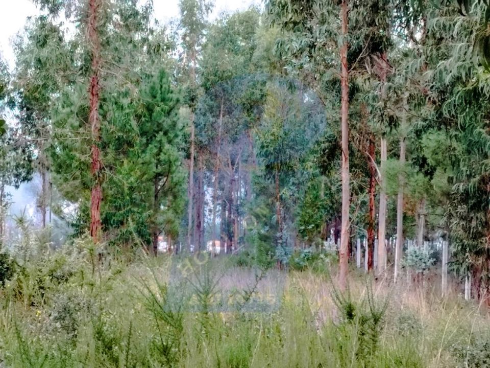 Helårsgrund i Anadia, Aveiro - foto 4