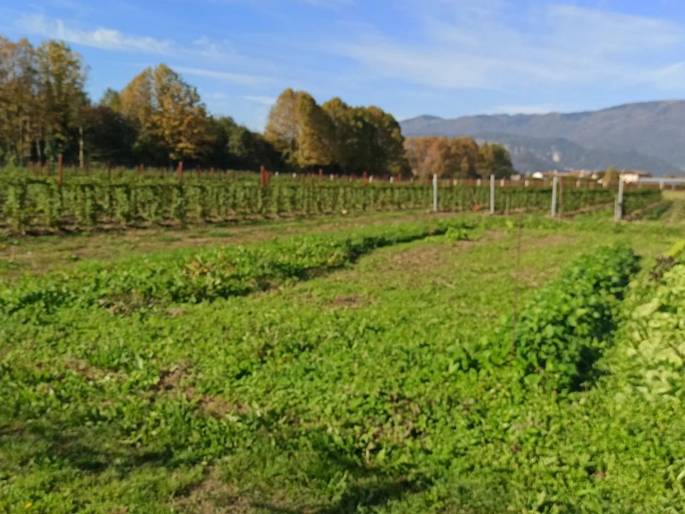 Villa i Vittorio Veneto, Treviso - foto 2