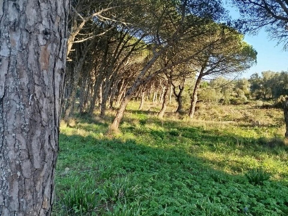 Helårsgrund i Sintra, Lisbon - foto 2