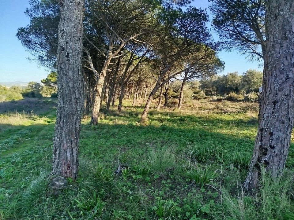 Helårsgrund i Sintra, Lisbon - foto 3