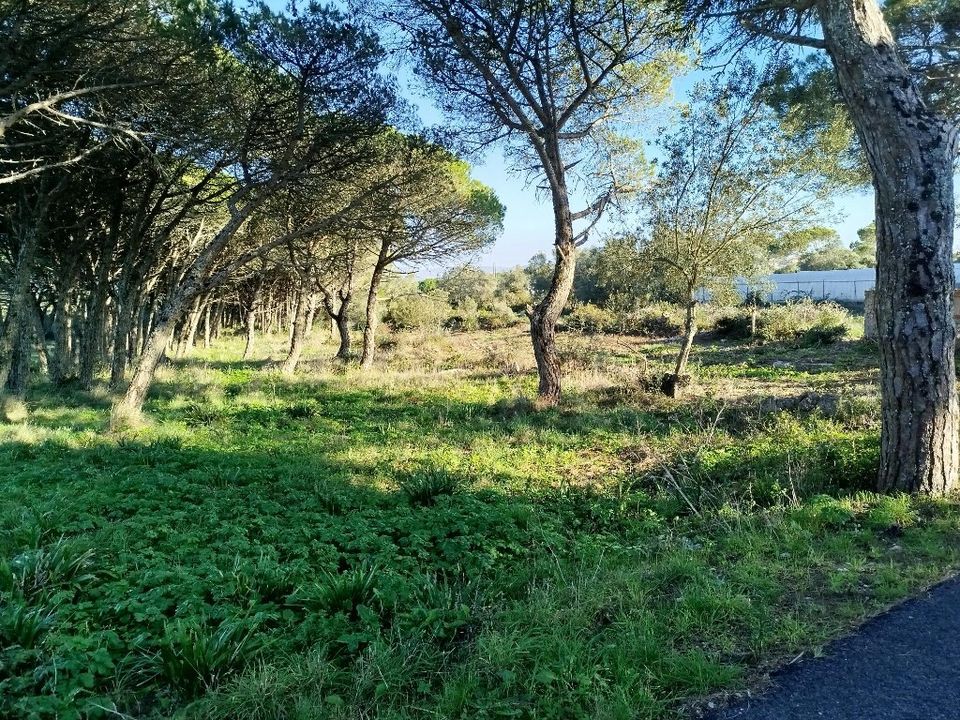 Helårsgrund i Sintra, Lisbon - foto 4