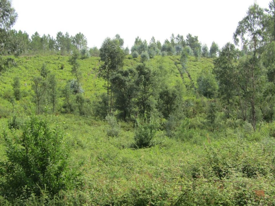 Helårsgrund i Sardoal, Santarem - foto 1
