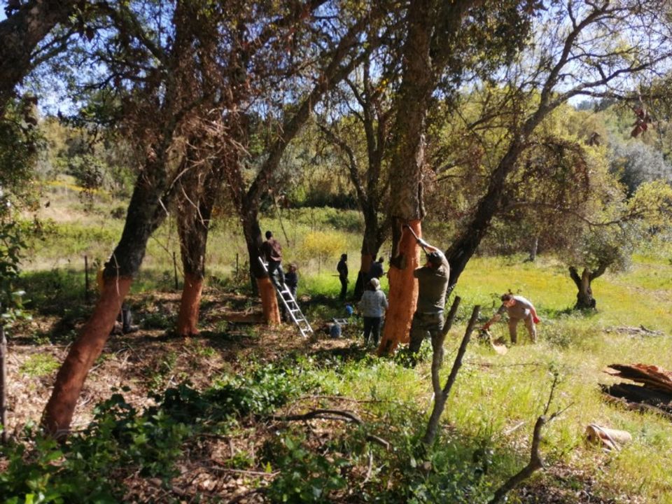 Helårsgrund i Sardoal, Santarem - foto 2