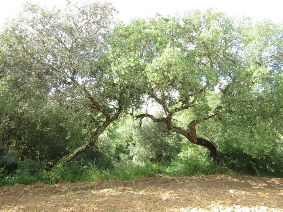 Helårsgrund i Mouriscas, Santarem - foto 3
