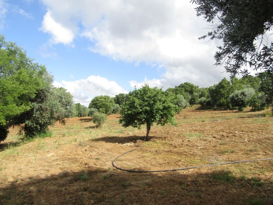 Helårsgrund i Mouriscas, Santarem - foto 5