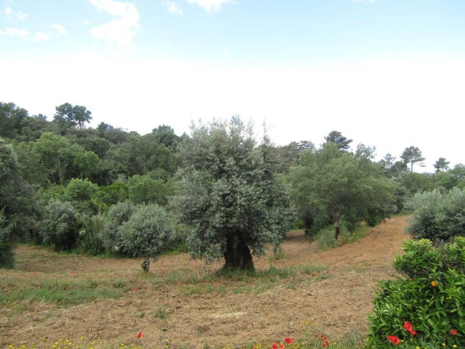 Helårsgrund i Mouriscas, Santarem - foto 2
