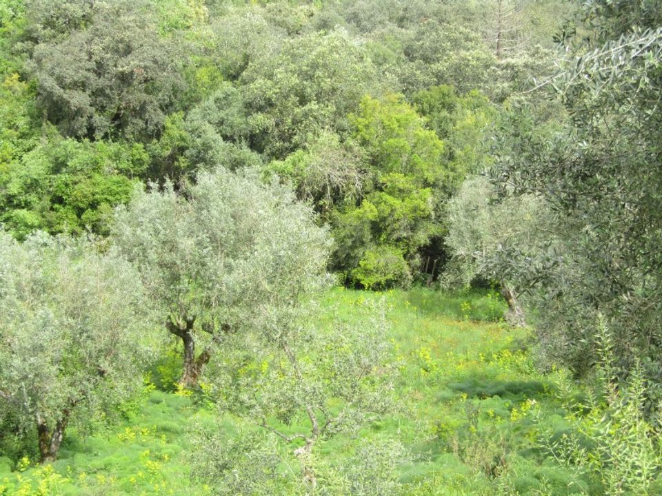 Helårsgrund i Tomar, Santarem - foto 4