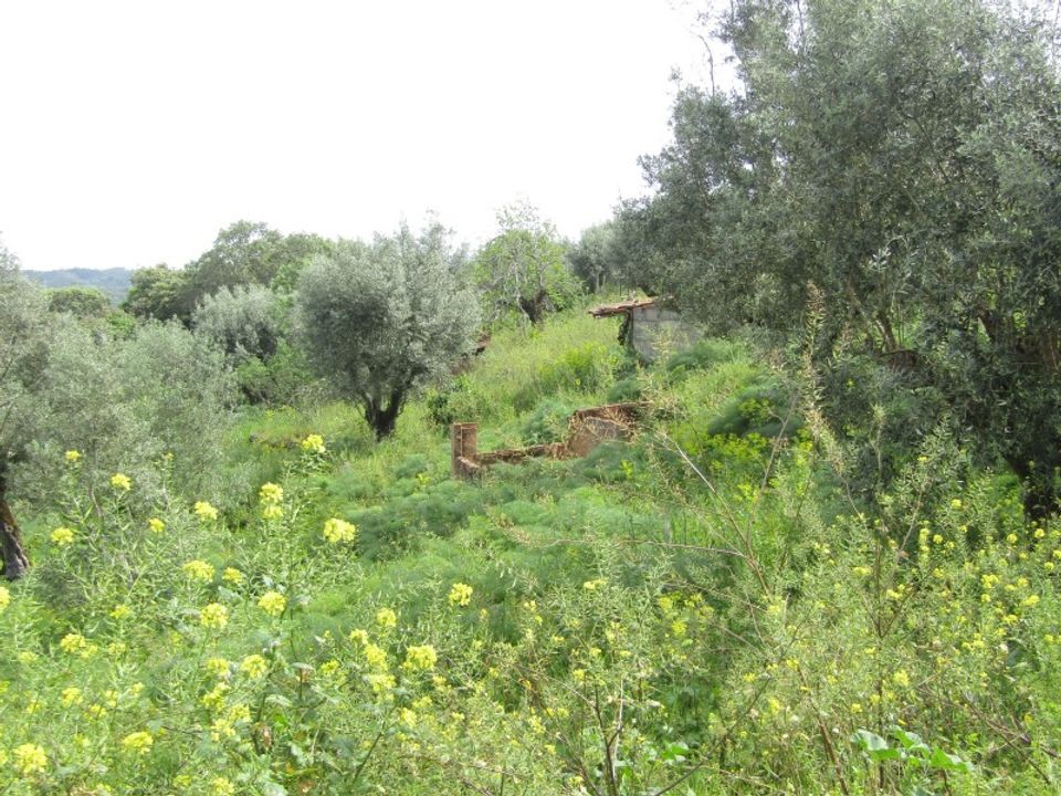 Helårsgrund i Tomar, Santarem - foto 5