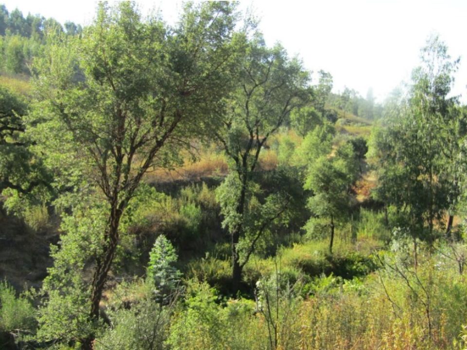 Helårsgrund i Sardoal, Santarem - foto 2