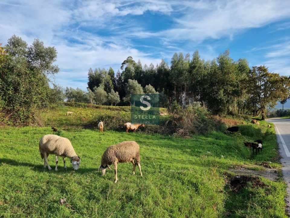 Helårsgrund i Penalva de Alva e Sao Sebastiao da Feira, Coimbra - foto 3