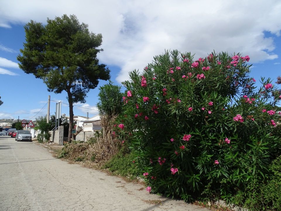 Helårsgrund i Teulada, Alicante - foto 2