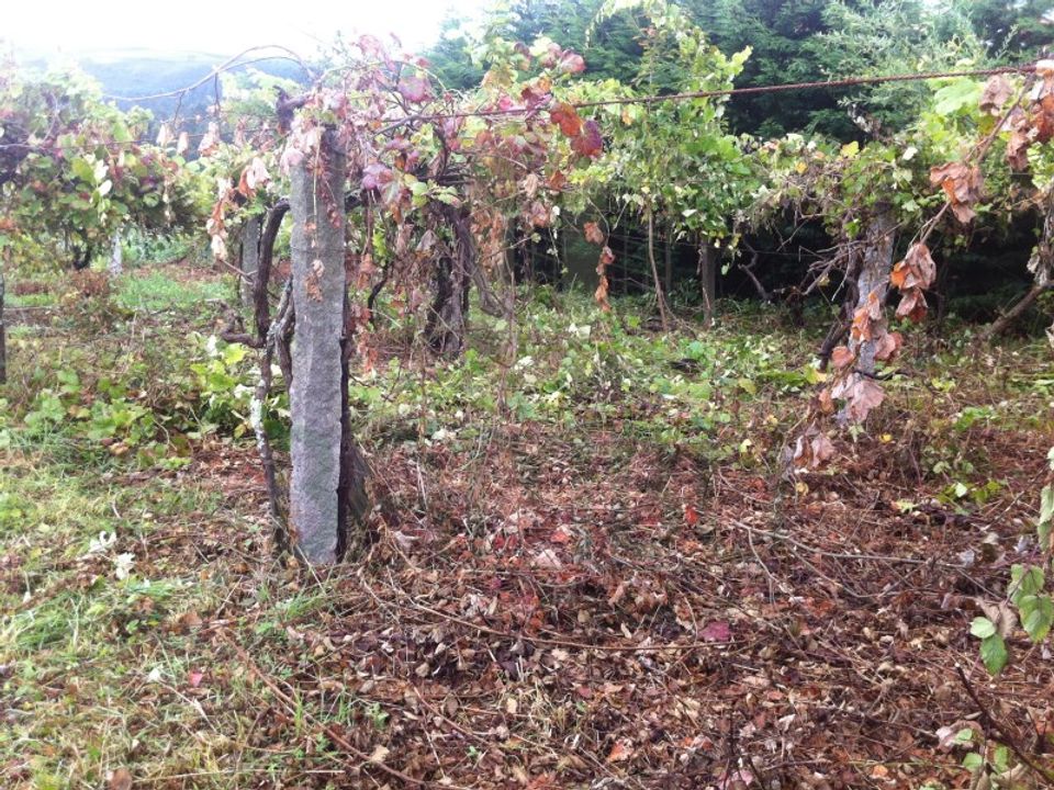 Helårsgrund i Venade e Azevedo, Viana do Castelo - foto 3