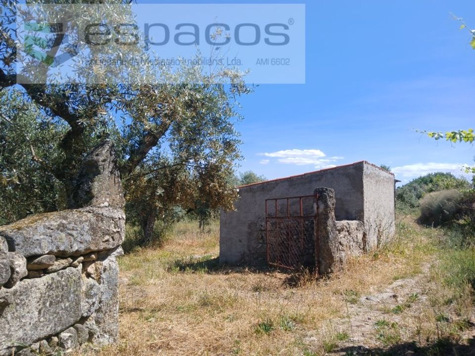 Farm i Castelo Branco, Castelo Branco - foto 2