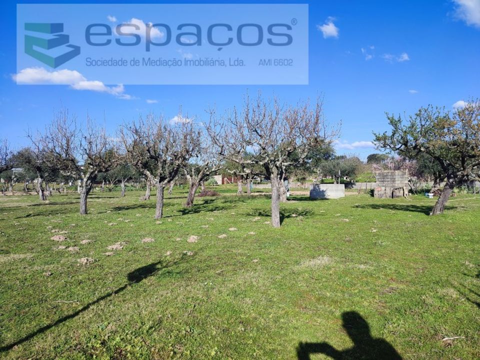 Farm i Castelo Branco, Castelo Branco - foto 4