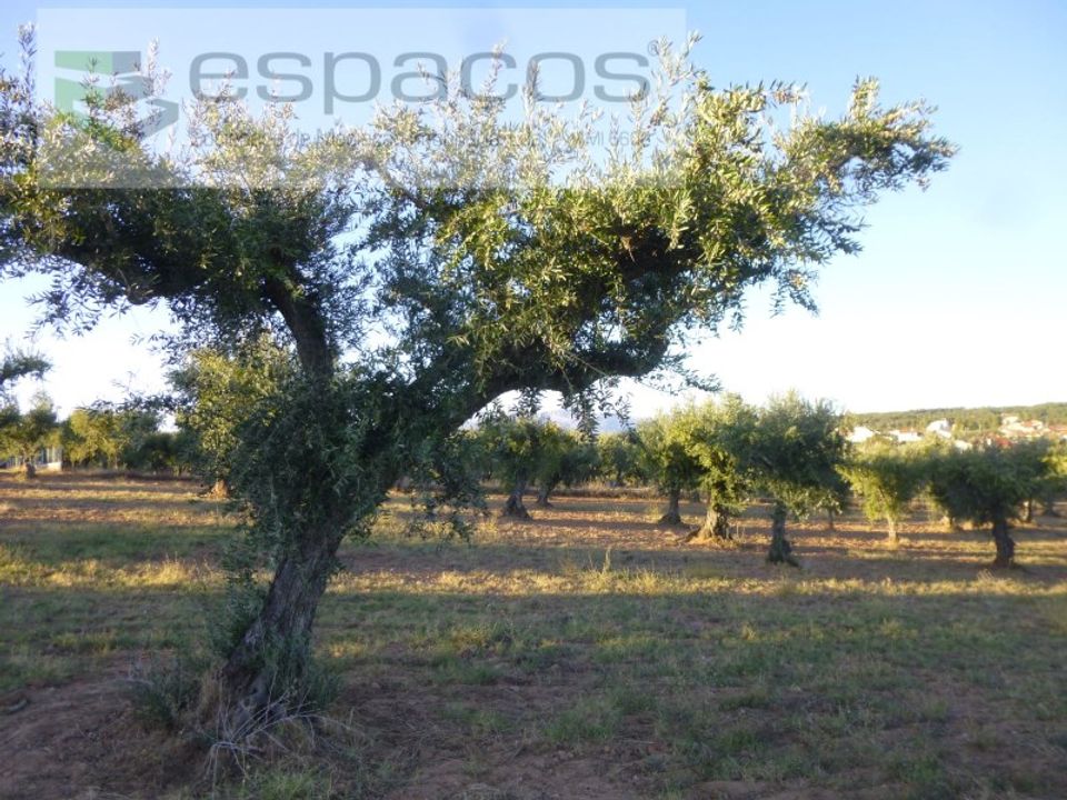 Helårsgrund i Castelo Branco, Castelo Branco - foto 5