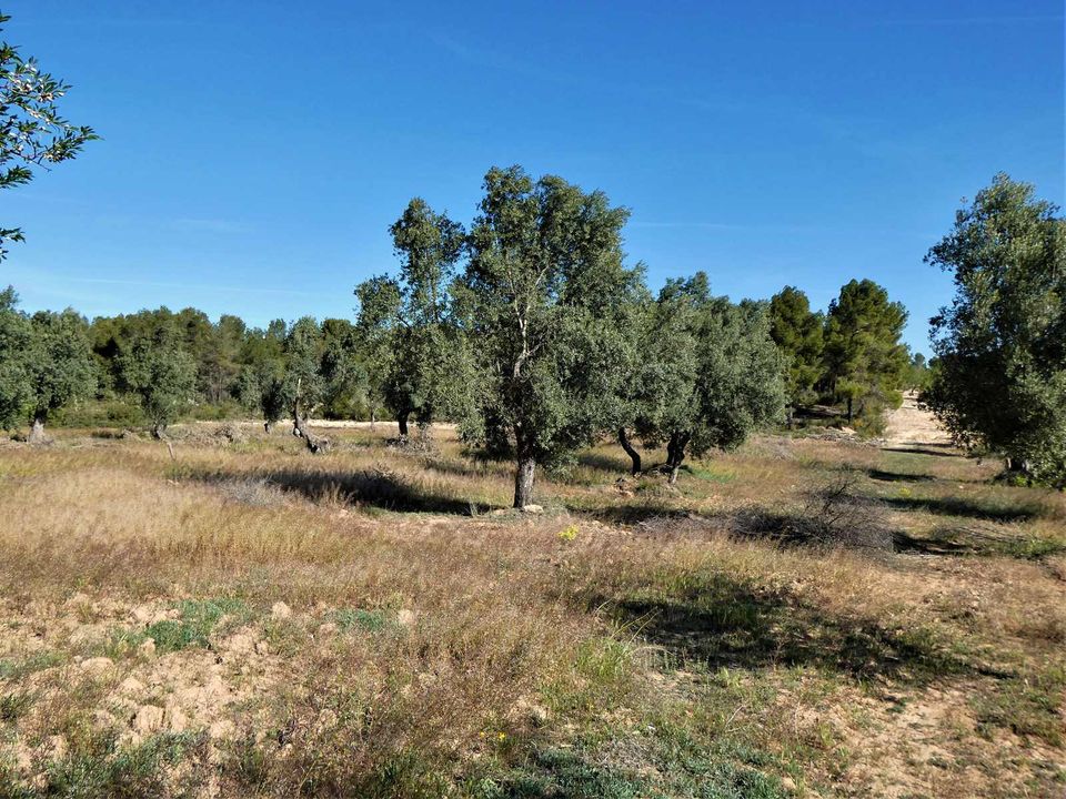 Finca i Calaceite, Teruel - foto 3