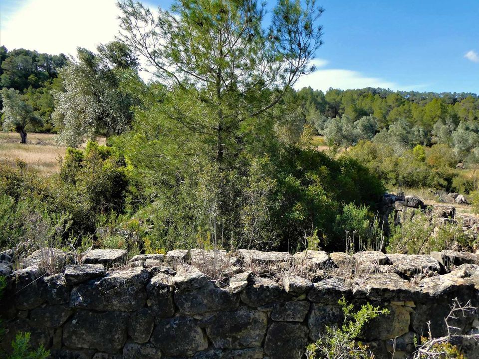 Finca i Calaceite, Teruel - foto 1