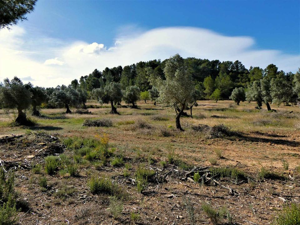 Finca i Calaceite, Teruel - foto 4