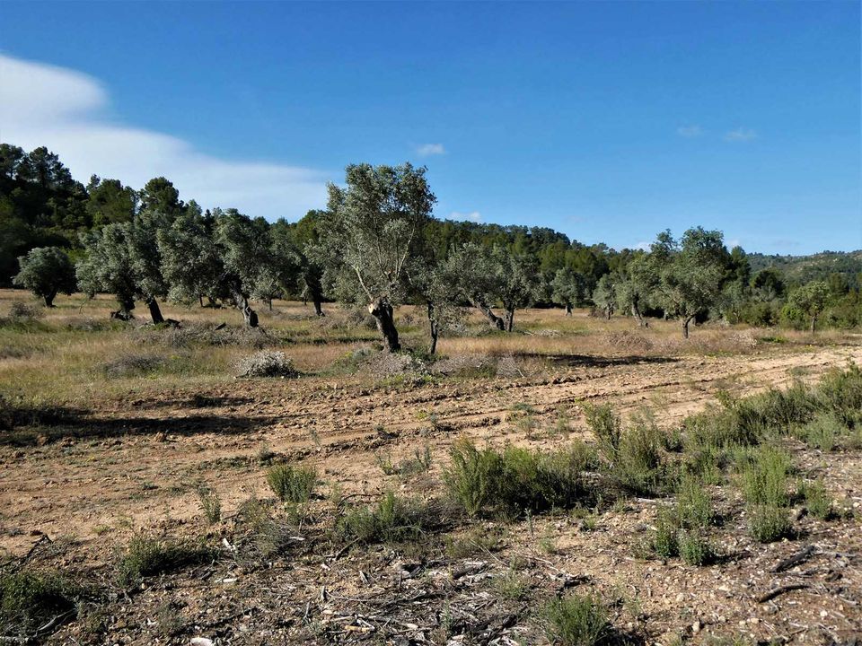 Finca i Calaceite, Teruel - foto 5