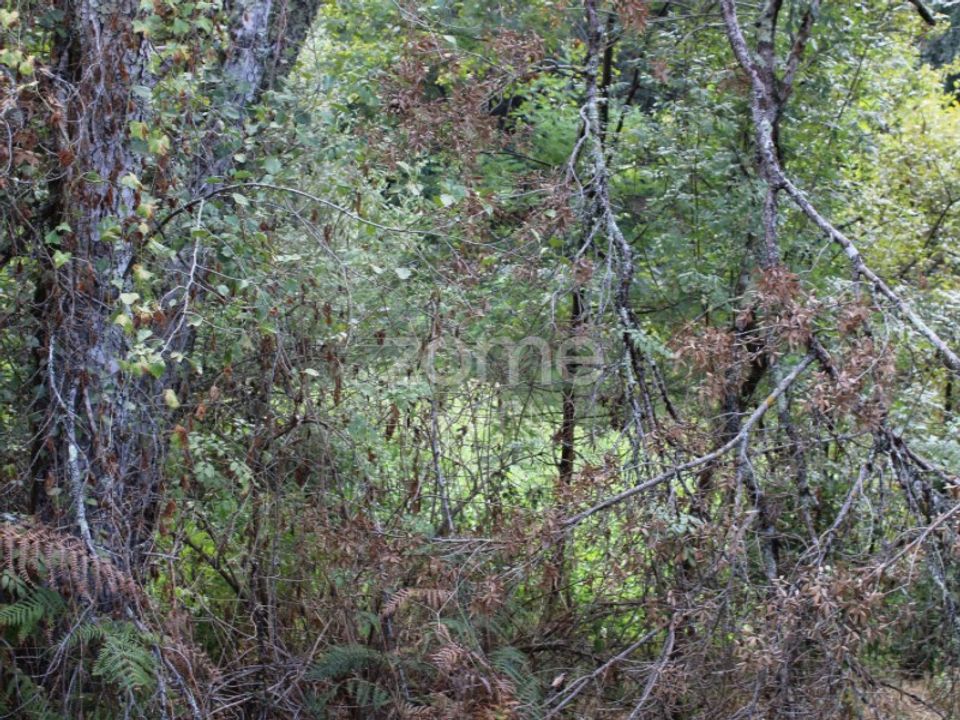 Helårsgrund i Faíl e Vila Chã de Sá, Viseu - foto 4